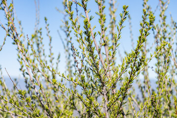 Adenostoma fasciculatum, commonly known as chamise or greasewood, is a flowering plant native to California and Baja California.  Mount Woodson Rd, San Diego County, California.