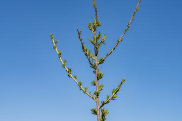 Adenostoma fasciculatum, commonly known as chamise or greasewood, is a flowering plant native to California and Baja California.  Mount Woodson Rd, San Diego County, California.