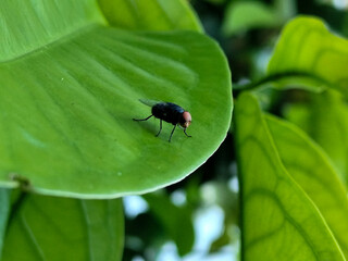 Flies with red eyes and thin wings landed on trees. This type is often seen flying in kitchens and trash cans.