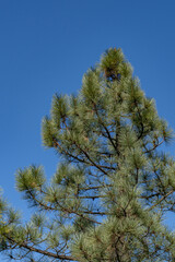 Coulter pine (Pinus coulteri), or big-cone pine, is a conifer in the genus Pinus of the family Pinaceae. Mount Woodson Rd, San Diego County, California.