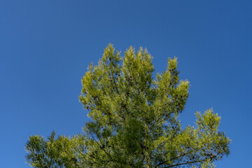 Fototapeta premium Pinus halepensis, commonly known as the Aleppo pine, also known as the Jerusalem pine, is a pine native to the Mediterranean region. Mount Woodson Rd, San Diego County, California