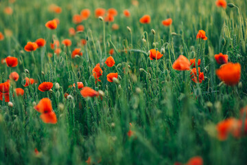field, flower, nature, red, spring, plant, beauty, landscape, agriculture, flora, poppy, poppies,...