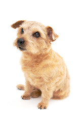 Norfolk Terrier Dog isolated on white background