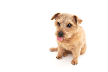 Norfolk Terrier Dog isolated on white background