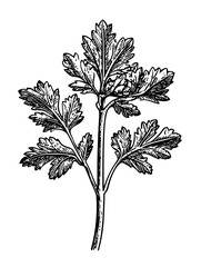Obraz premium Intricate vector engraved illustration of a fresh parsley plant with detailed leaves and stem design