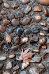 Pebbles and fallen oak leaves on the ground. Abstract background and texture