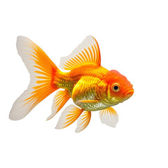 Orinda goldfish underwater fish HD photography PNG file download