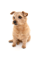 Norfolk Terrier Dog isolated on white background