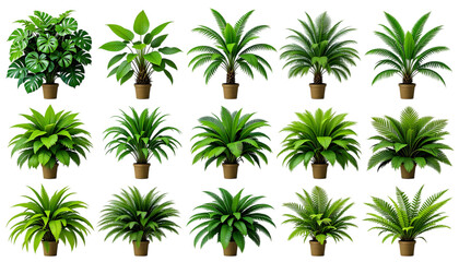 Collection Lush green tropical plants bush (monstera, palm, rubber plant, pine and fern) isolated on png