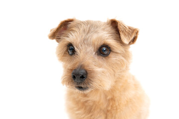 Norfolk Terrier Dog isolated on white background