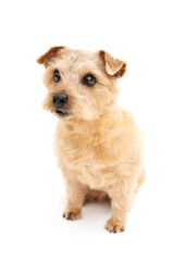 Norfolk Terrier Dog isolated on white background