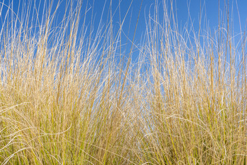 Fototapeta premium Muhlenbergia rigens, commonly known as deergrass, is a warm season perennial bunchgrass. Mount Woodson Rd, San Diego County, California