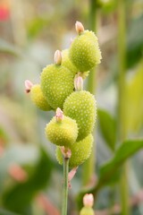 Close-Up of a Canna Flower – Vivid Tropical Bloom in Stunning Detail