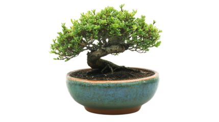 A beautiful bonsai tree in a pot.