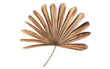 A Minimalist Palm Leaf