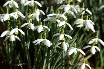 Closeup flowers of snowdrop or common snowdrop (Galanthus nivalis). Blurred flowers on the background. Family Amaryllidaceae. Netherlands, February