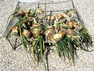 onions drying in the sun