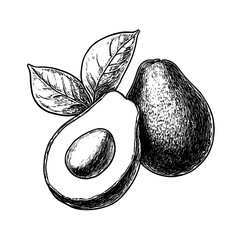 Detailed vector engraved illustration of an avocado with a cut half showcasing the seed and skin texture