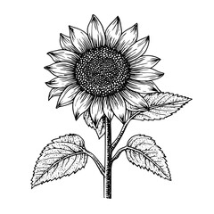 Engraved illustration of a sunflower with detailed petals and leaves showcasing beauty in nature
