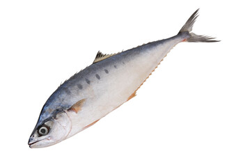 Spotted mackerel fish isolated on white 