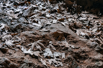 dry oak leaves on the ground in the forest, close-up 