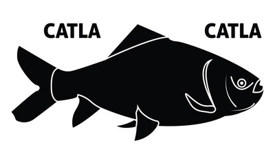catla fish vector, katla katla