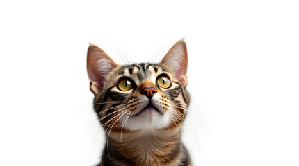 Obraz premium Cute Brown Tabby Kitten Looking Upward - Close-up Studio Shot Portrait of Adorable Cat Head with Bright Yellow Eyes on Plain White Backdrop