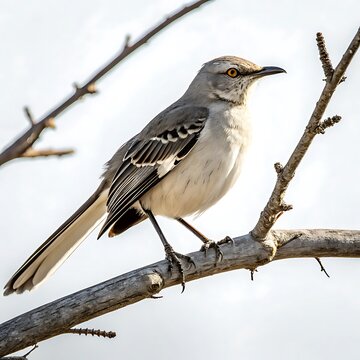 mockingbird with distinctive gray and white plumage perched on a branch, presenting a sharp view of its unique features