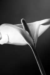 Fiore calla Zantedeschia still life