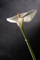 Fiore calla Zantedeschia still life
