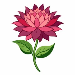 pink dahlia illustration on white background