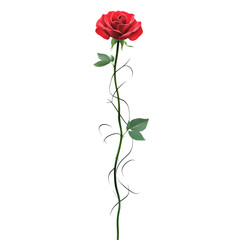 Fototapeta premium Elegant Red Rose with Twisting Stem Isolated on transparent or white background