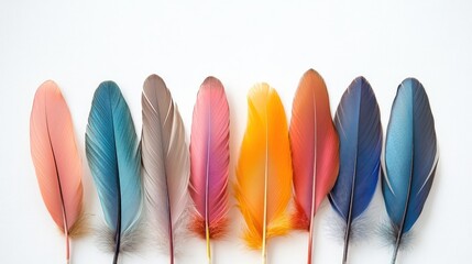 Colorful feathers arranged on white background