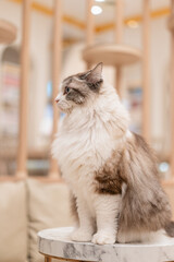 テーブルの上に座る猫カフェの猫