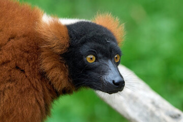 Red ruffed lemur (Varecia rubra)