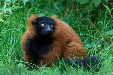 Red ruffed lemur (Varecia rubra)
