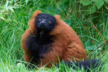 Red ruffed lemur (Varecia rubra) © dennisjacobsen