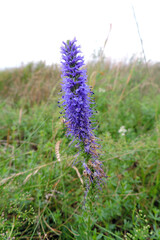 Blooming spiked speedwell, a tall spike, stem covered with tiny purple flowers