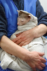 Sphynx cat wrapped in towel after bath