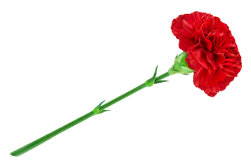 Rote Nelke Hintergrund transparent PNG cut out    Cloves Flower