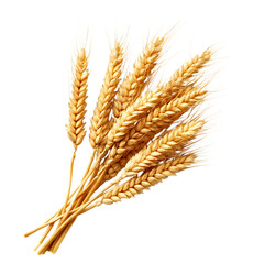 Ears of golden wheat, isolated