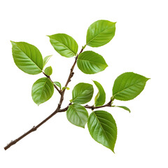Naklejka premium Fresh green leaves on a branch, isolated