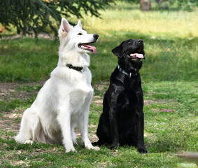 2 dogs looking at the sky at spring in a park. One is a white Swiss shepherd and the other is a black labrador. Concept of friendship between black and white.