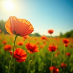 Fototapeta premium Vibrant red poppies bathed in sunlight, summer field , light, color, plant