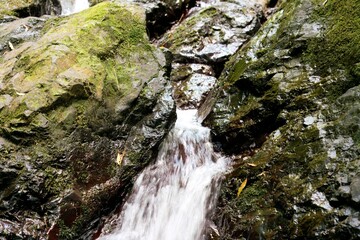 Water Cascading Over Mossy Rocks in Deep Forest – Serene Scene at Firewood Creek