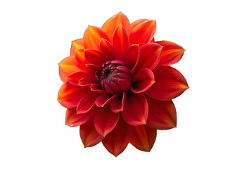 red dahlia isolated on white