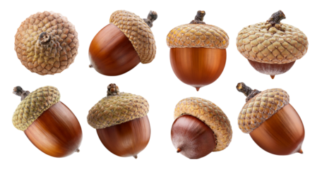 A Variety of Acorns on a White Background for Nature Themes, isolated on transparent background
