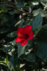 Bright big Chinese hibiscus flower (Hibiscus rosa-sinensis) on blurred green garden background. Chinese rose or Hawaiian hibiscus in sunlight. Nature concept for design. Place for your text.