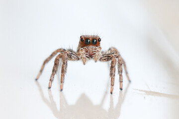 Brown house jumping spider hiding in the house. Jumping spider hunting for prey staring at the camera.