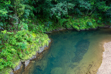 奄美大島の自然、世界自然遺産の森、役勝川